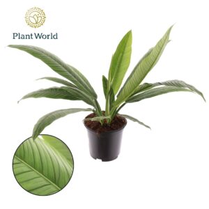 Philodendron Philodendron Campii
(1 Plants/Order)(19cmP 65cmH)