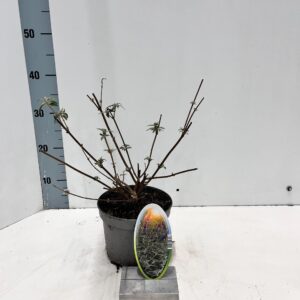 Buddleja Black Knight Buddleja dav. 'Black Knight'
(1 Plants/Order)(17cmP 30cmH)