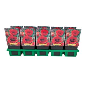 Papaver Goliath Papaver 'Goliath' P11
(10 Plants/Order)(11cmP 25cmH)