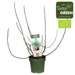 Ficus carica Ficus carica 'Little Miss Figgy' Patio Bio P23
(1 Plants/Order)(23cmP 50cmH)