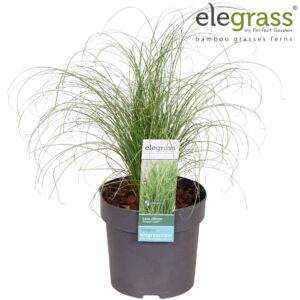 Carex comans Frosted Curls Carex comans 'Frosted Curls' P14
(6 Plants/Order)(14cmP 40cmH)