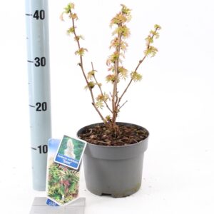 sorbifolia Sem Sorbaria sorb. 'Sem' PBR
(1 Plants/Order)(17cmP 35cmH)