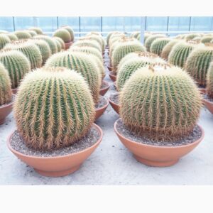 Echinocactus grusonii Echinocactus grusonii single 60 cm
(1 Plants/Order)(60cmP 70cmH)
