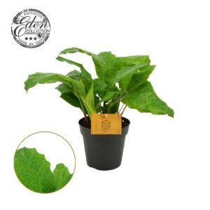 other plants Calathea musaica Network 12cm
(8 Plants/Order)(12cmP 20cmH)