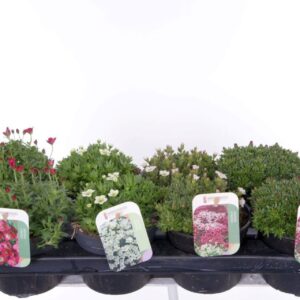 Saxifraga mix Saxifraga mix in tray
(8 Plants/Order)(13cmP 20cmH)
