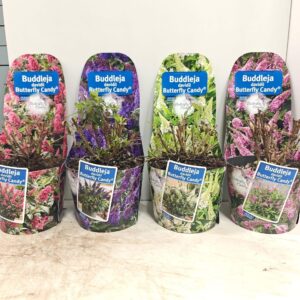 Buddleja Butterfly Candy mixed Buddleja d. Butt. Candy® Potcover mix (minimum order one layer)
(1 Plants/Order)(19cmP 45cmH)