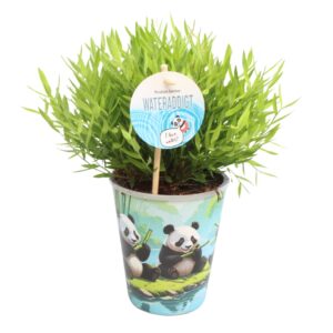 Pogonatherum Monica Bamusa Pogonatherum 'Monica' in Aquapot
(8 Plants/Order)(12cmP 30cmH)