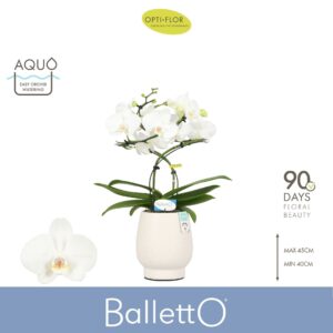 Phalaenopsis white more Ripsen Balletto Wing 2 spike in Abruzzo White Aquo
(4 Plants/Order)(12cmP 40cmH)