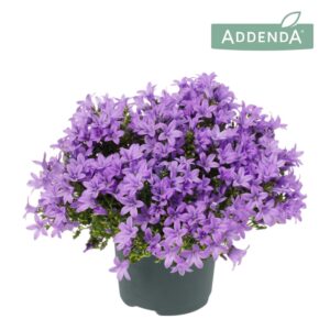 Campanula Ambella Lavender Campanula Ambella® Lavender
(5 Plants/Order)(15cmP 30cmH)