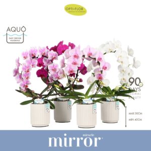 Phalaenopsis onvertakt mixed 3 clr Mirror Miracle mix 2 spike in Molise White Aquo
(6 Plants/Order)(12cmP 50cmH)