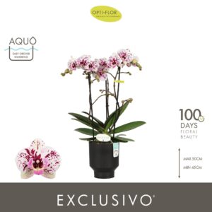 Phalaenopsis Multiflora Exclusivo Athena 3 spike in Emilia Dark Brown Aquo
(6 Plants/Order)(12cmP 45cmH)