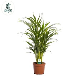 Chrysalidocarpus Dypsis lutescens (Areca) 17cm (zonder hoes)
(1 Plants/Order)(17cmP 65cmH)