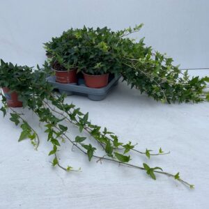 Hedera Shamrock Hedera Shamrock Rank 55- 60 cm
(12 Plants/Order)(12cmP 60cmH)