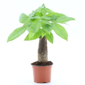 Pachira aquatica Pachira Aquatica rechte stam
(18 Plants/Order)(9cmP 25cmH)