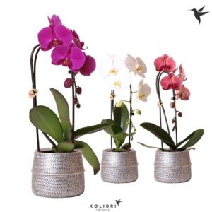 Phalaenopsis Elegant Cascade Kolibri Orchids Phalaenopsis Cascade Niagara Fall mix 1 spike in Groove Pot silv
(3 Plants/Order)(12cmP 50cmH)