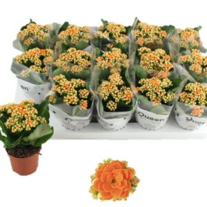 Kalanchoe pink Flowers Savannah Agnes
(15 Plants/Order)(9cmP 17cmH)