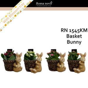 Kalanchoe 1545KM - Basket Bunny (Kalanchoe mix)
(5 Plants/Order)(14cmP 15cmH)