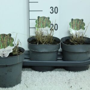 Molinia caerulea Molinia caerulea 'Edith Dudszus' P19
(1 Plants/Order)(19cmP 20cmH)