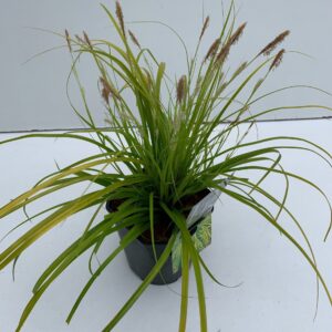 Carex oshimensis Evercolor Everillo Carex 'Everillo'
(6 Plants/Order)(17cmP 30cmH)