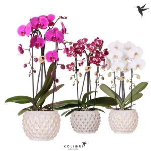 Phalaenopsis Elegant Cascade Kolibri Orchids Phalaenopsis Cascade Niagara Fall mix 2 spike in Marrakesh Pot g
(3 Plants/Order)(12cmP 50cmH)