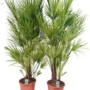 Chamaerops humilis Chamaerops humilis P30
(1 Plants/Order)(30cmP 180cmH)