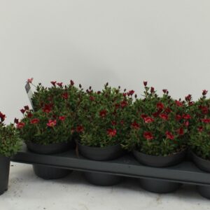 Saxifraga (Arendsii Grp) Ice Colour Saxifraga ice colours red
(8 Plants/Order)(13cmP 20cmH)