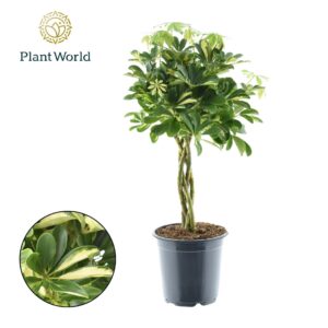 Schefflera Gold Capella Schefflera Gold Capella gevlochten stam
(1 Plants/Order)(21cmP 75cmH)
