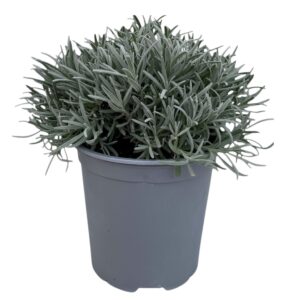 Lavandula angustifolia Lavandula angustifolia
(1 Plants/Order)(18cmP 45cmH)