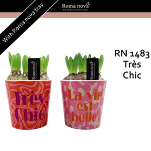 Hyacinthus Arrangement 1483 - Très Chic (Hyacint)
(6 Plants/Order)(12cmP 19cmH)