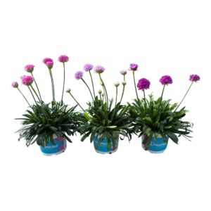 Armeria pseudarmeria Dreameria geme Dreameria mix 12 CM ©
(8 Plants/Order)(12cmP 25cmH)