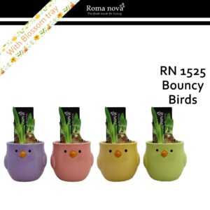 Narcissus Arrangement 1525 - Bouncy Birds (Tete a Tete)
(12 Plants/Order)(8cmP 12cmH)