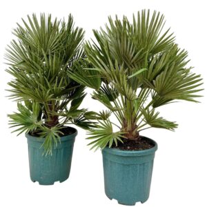 Chamaerops humilis Chamaerops vulcano P30
(1 Plants/Order)(30cmP 90cmH)
