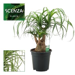 Nolina recurvata Beaucarnea busch 21 cm (Scenza)
(1 Plants/Order)(21cmP 65cmH)