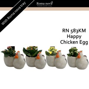 Kalanchoe 583KM - Happy Chicken Egg (Kalanchoe mix)
(4 Plants/Order)(12cmP 14cmH)