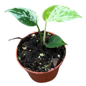 Monstera Monstera Bulbasaur
(20 Plants/Order)(6cmP 10cmH)