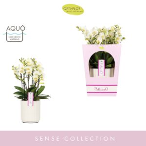 Phalaenopsis Multiflora Bellissimo Bella in Molise White Aquo Giftbox
(3 Plants/Order)(15cmP 50cmH)
