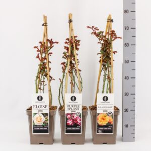 Rosa pink Classics klimroos (K) mix, C5, 4 stok 90 cm
(1 Plants/Order)(23cmP 40cmH)