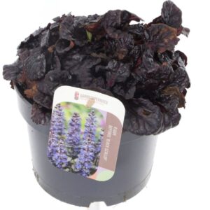 Ajuga Ajuga reptans Black Scallop
(30 Plants/Order)(17cmP 20cmH)