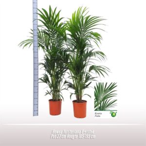 Howea forsteriana Howea forsteriana
(1 Plants/Order)(27cmP 185cmH)
