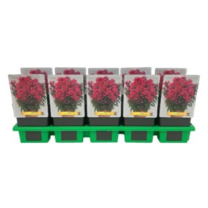 Phlox Paniculata Phlox Paniculata 'Early Red' P11
(10 Plants/Order)(11cmP 25cmH)