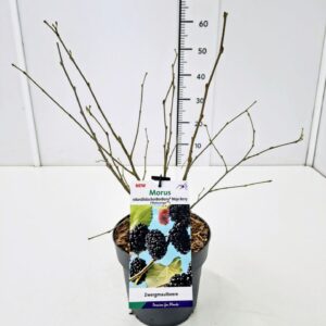 Morus nigra Morus 'Mojo Berry' 40-50C3
(1 Plants/Order)(19cmP 60cmH)