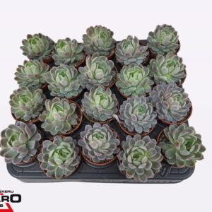 Echeveria elegans Echeveria Elegans P5.5
(20 Plants/Order)(5.5cmP 6cmH)