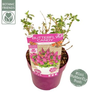 Buddleja Butterfly Candy mixed Buddleja Butterfly Candy® 'Little Cerise'
(1 Plants/Order)(19cmP 45cmH)