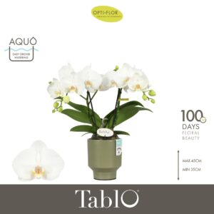 Phalaenopsis white more Ripsen Tablo Champagne 2 spike in Emilia Green Aquo
(6 Plants/Order)(12cmP 40cmH)