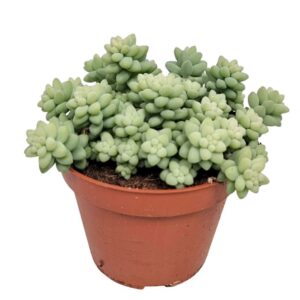 Sedum burrito Sedum Burrito
(6 Plants/Order)(11cmP 15cmH)