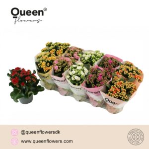 Kalanchoe Kalanchoe mix P12 Queen
(10 Plants/Order)(12cmP 26cmH)