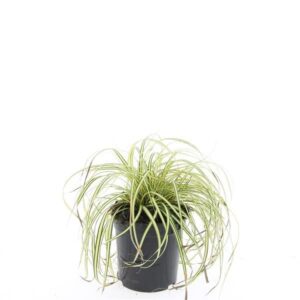 Carex hachijoensis Evergold Carex oshim. 'Evergold'
(8 Plants/Order)(14cmP 10cmH)