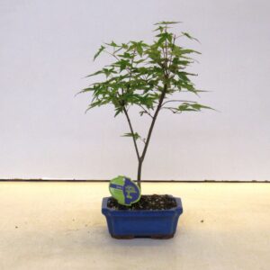 Acer palmatum Beni-maiko Acer palmatum Beni-maiko, 15cm. , with drip tray
(10 Plants/Order)(15cmP 25cmH)