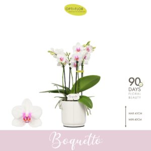 Phalaenopsis Multiflora Boquetto Passione 3-5 spike in Lazio White
(6 Plants/Order)(12cmP 40cmH)