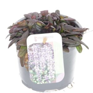 Ajuga Ajuga reptans Chocolate Chips
(8 Plants/Order)(13cmP 15cmH)